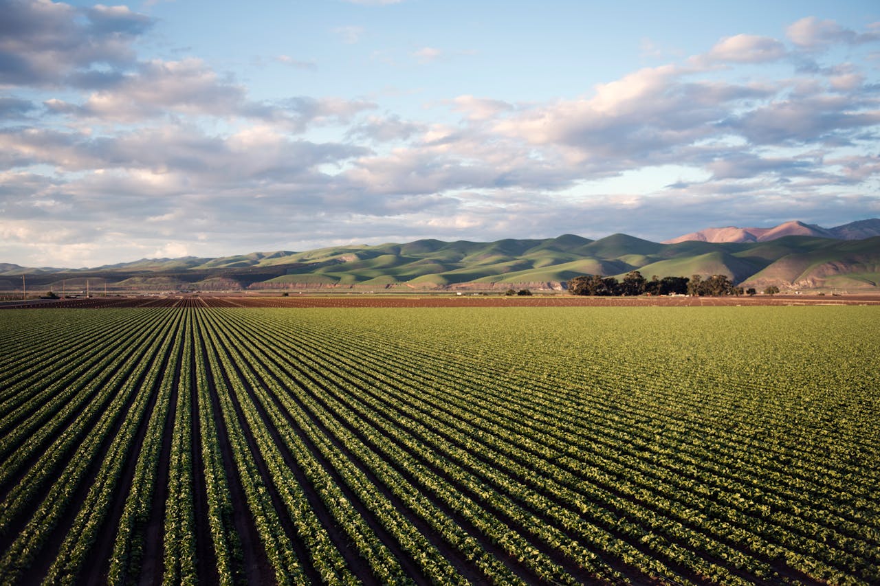 Vast farmland with rows of crops