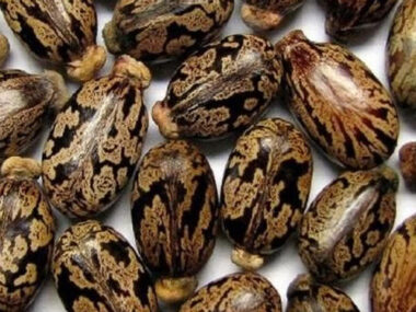 Castor seeds