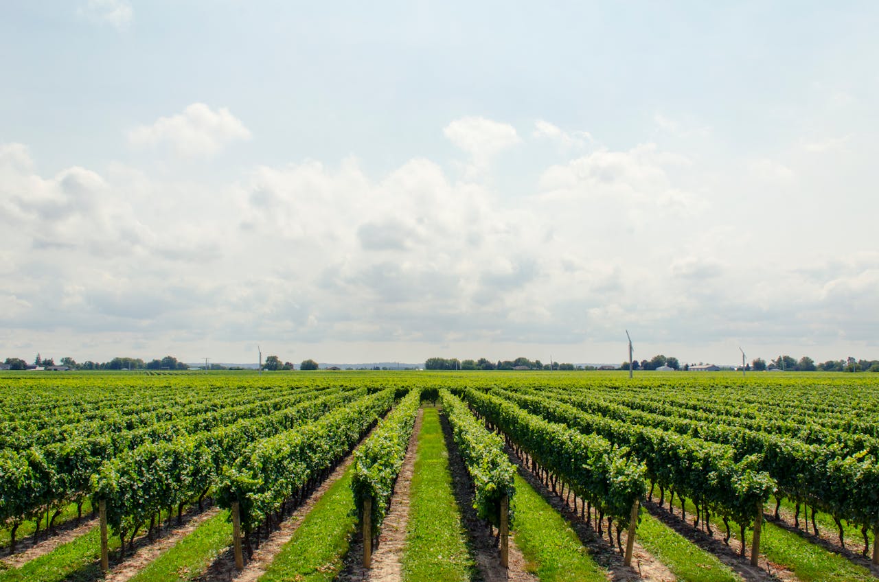 Vineyard under cloudy sky