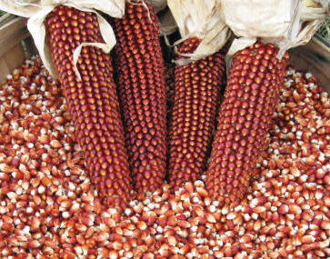 Wholesale Supplier Red Corn/Maize Online Wholesale Supplier Red Corn/Maize Online