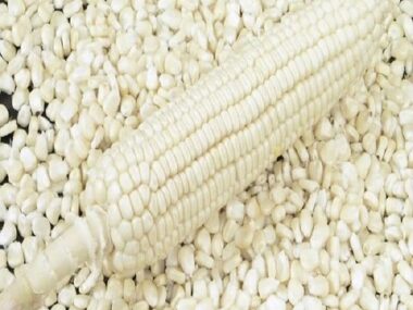 White Corn/Maize White Corn/Maize