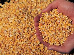 Corn for animals Corn for animals