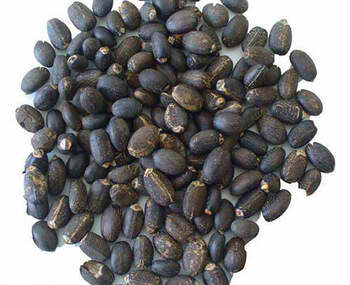 jatropha-seed-350x285 Jatropha Seeds