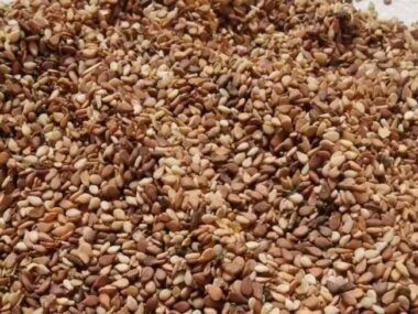 Reddish Sesame Seed Reddish Sesame Seed