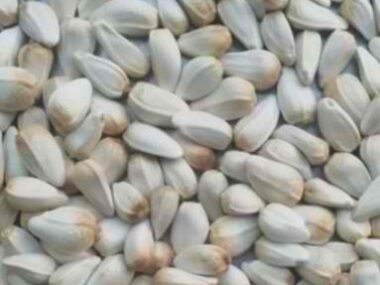 Sunflower seeds Sunflower seeds
