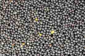 rape-seed Rape Seeds