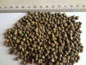 vetch-seed6 Vetch Seeds (Chilban)