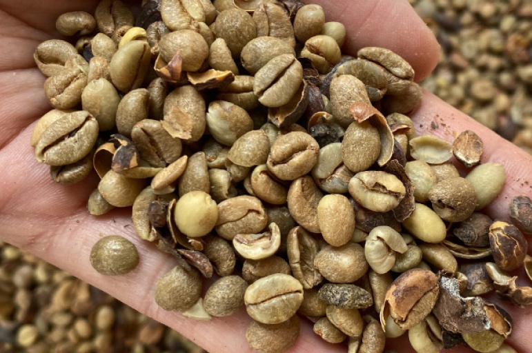 Excelsa Coffee Suppliers